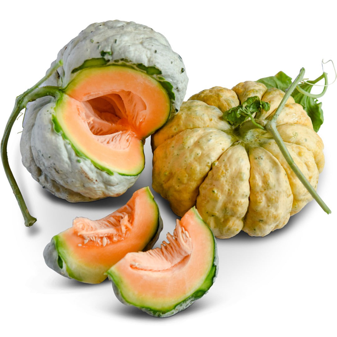 Cut and whole Prescott Fond Blanc Melons arranged on a white background.