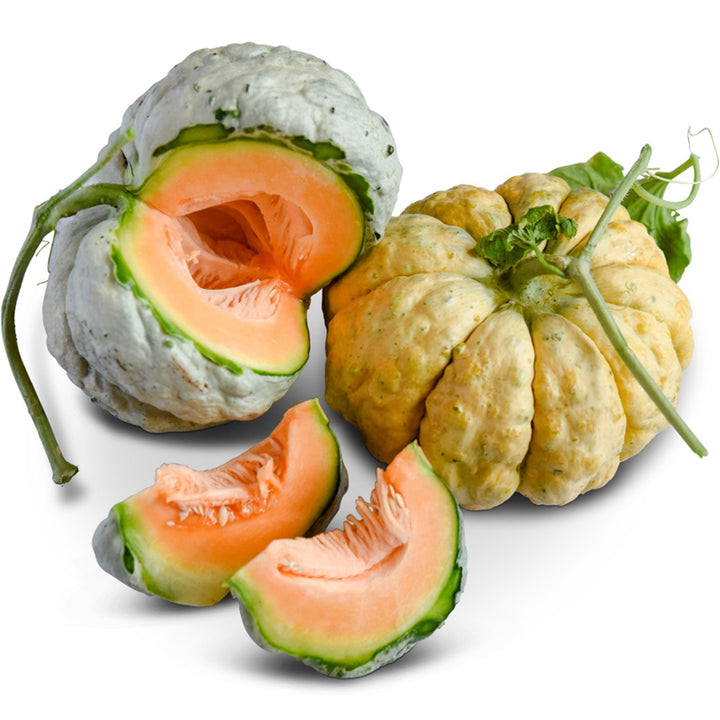 Cut and whole Prescott Fond Blanc Melons arranged on a white background.