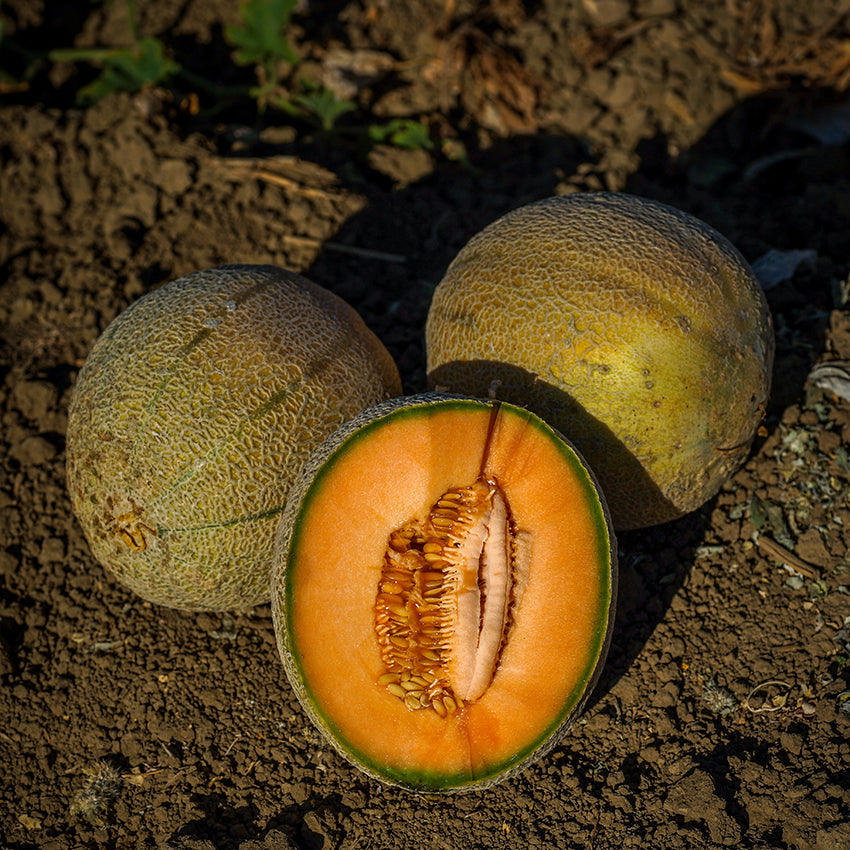 Sweet Passion Melon fresh from field.