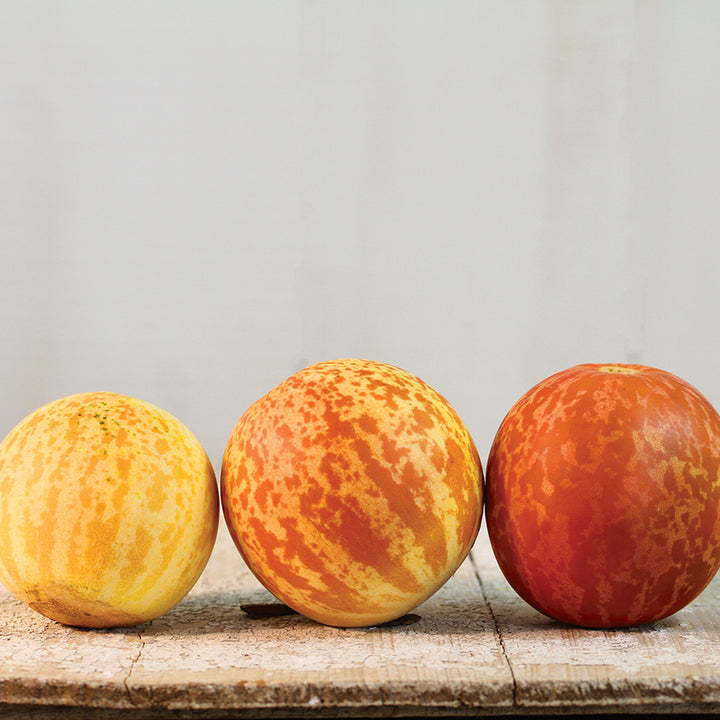 Tigger Melon in progressing shades of orange.