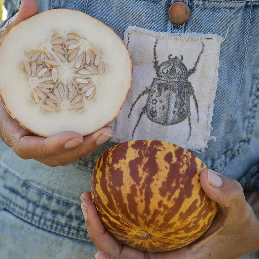 Tigger Melon halved showing center.