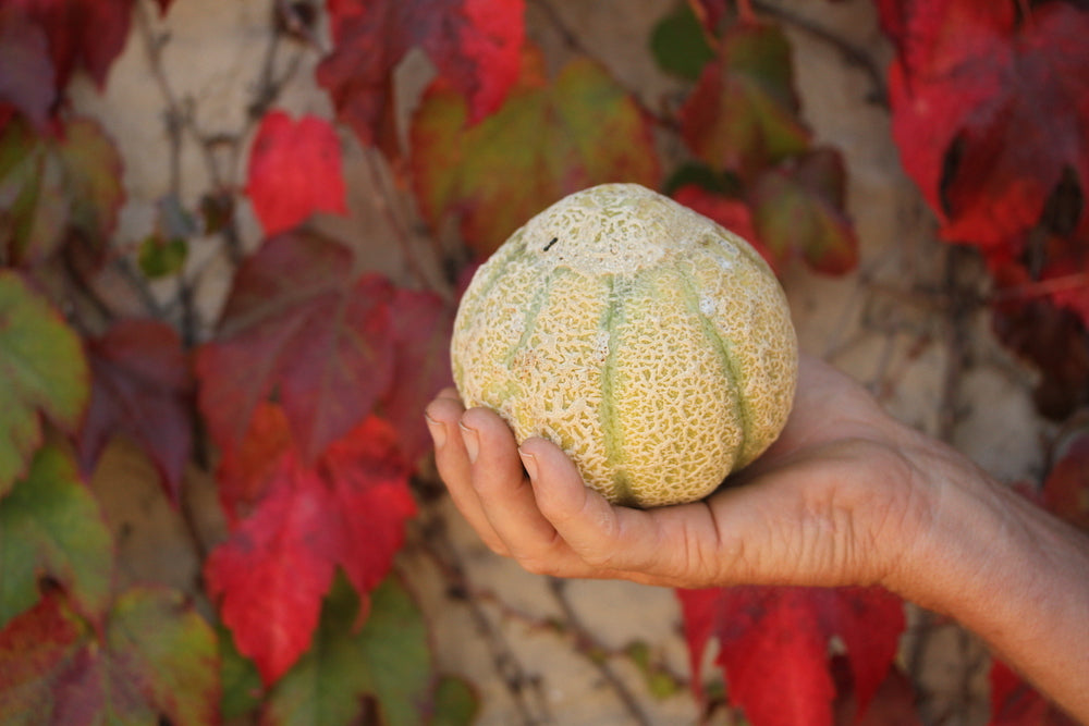 Melon Seeds, Jenny Lind