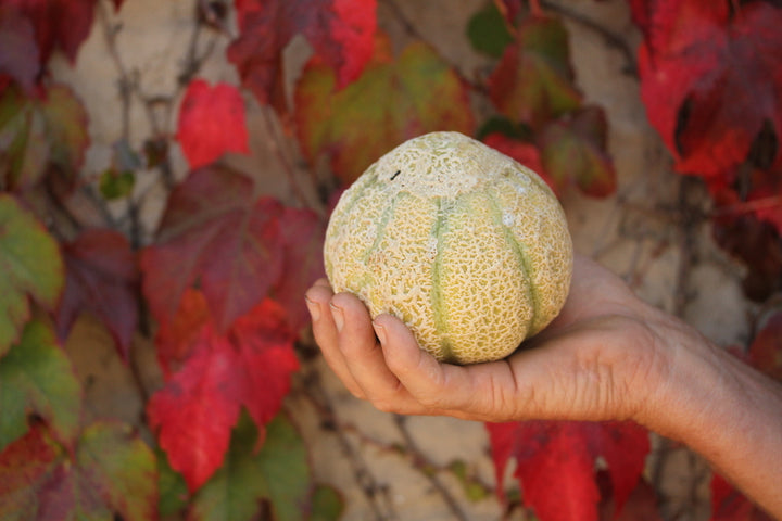 Melon Seeds, Jenny Lind