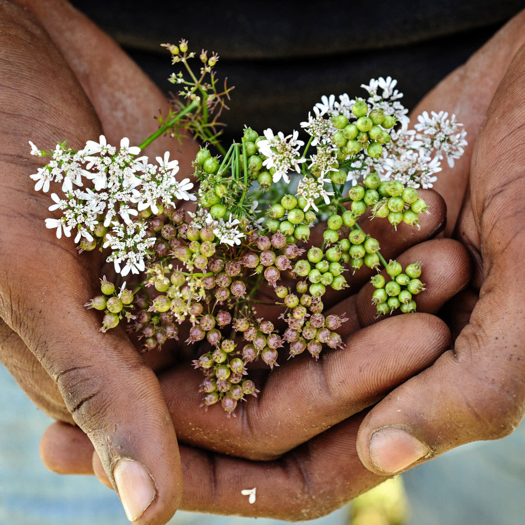 Hands holding some freshly harvested Indian Coriander in a garden at Baker Creek.