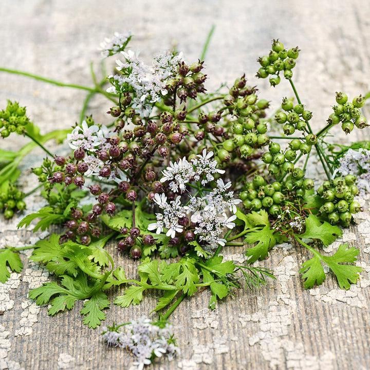 Indian Coriander blooms, leaves and seeds at various stages of maturity on a wooden background.