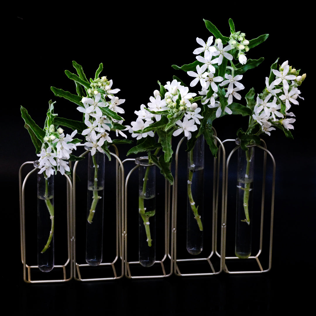 Five stems of White Tweedia in full bloom in a row of glass vases on a black background.