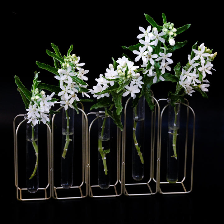 Five stems of White Tweedia in full bloom in a row of glass vases on a black background.