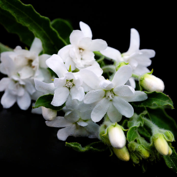 A close-up macro view of White Tweedia flowers on a black background.