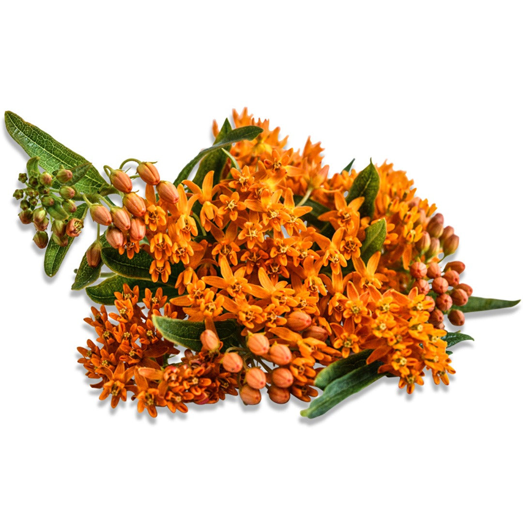 Butterfly Weed Milkweed on a white background.