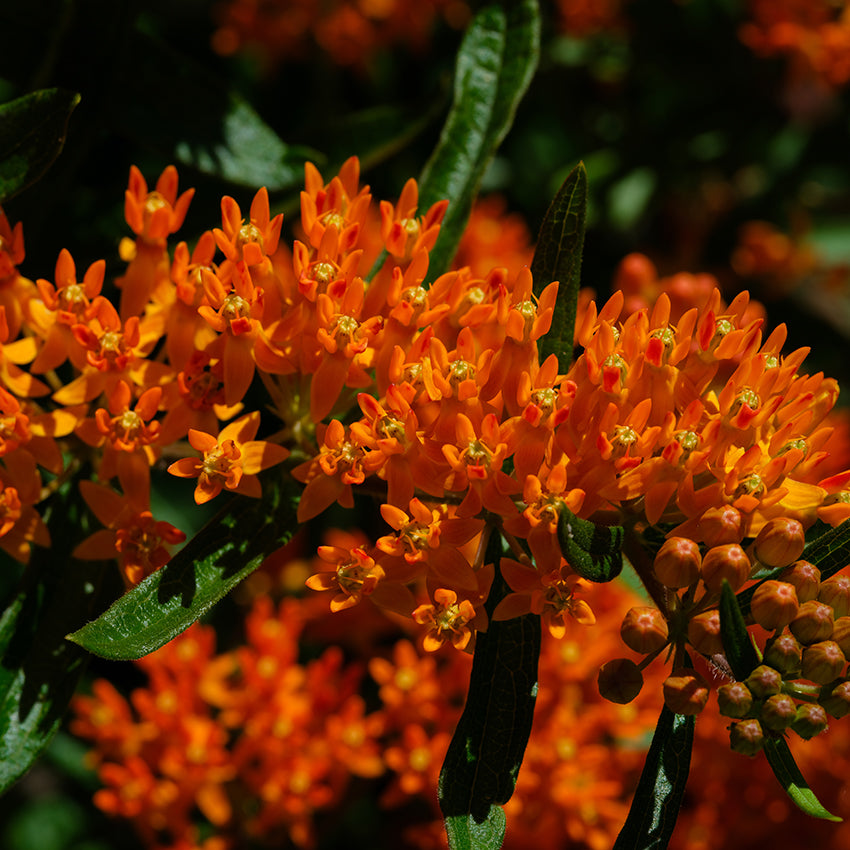 Milkweed Seeds, Butterfly Weed