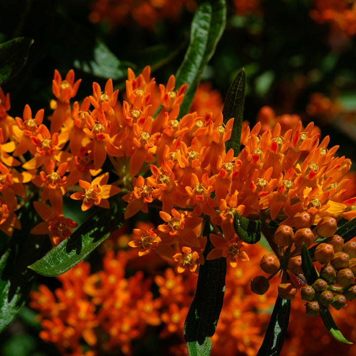 Milkweed Seeds, Butterfly Weed