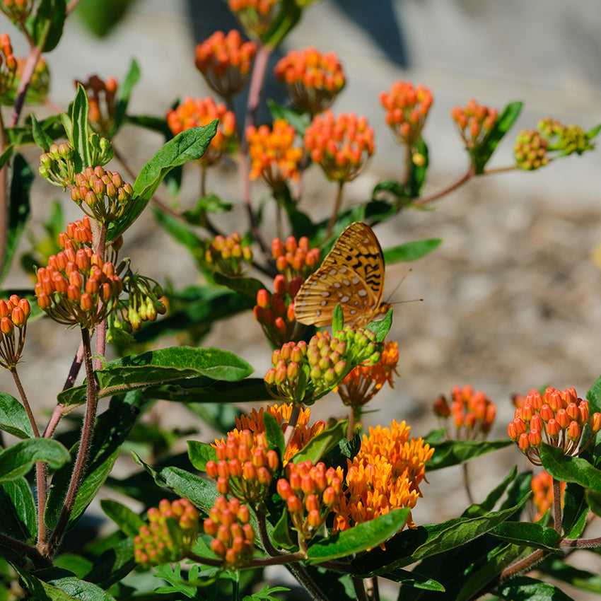 Milkweed Seeds, Butterfly Weed