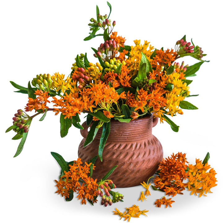 Gay Butterflies Milkweed in a terracotta pot on a white background.