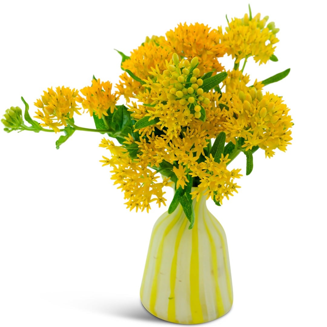 Hello Yellow Milkweed in a yellow vase on a white background.
