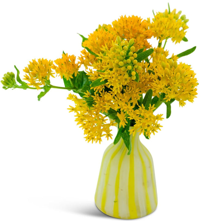 Hello Yellow Milkweed in a yellow vase on a white background.