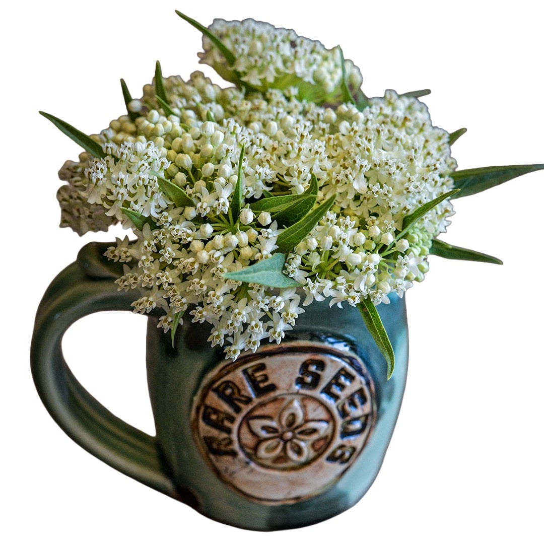 Ice Ballet Milkweed arranged in a ceramic handmade mug on a white background.
