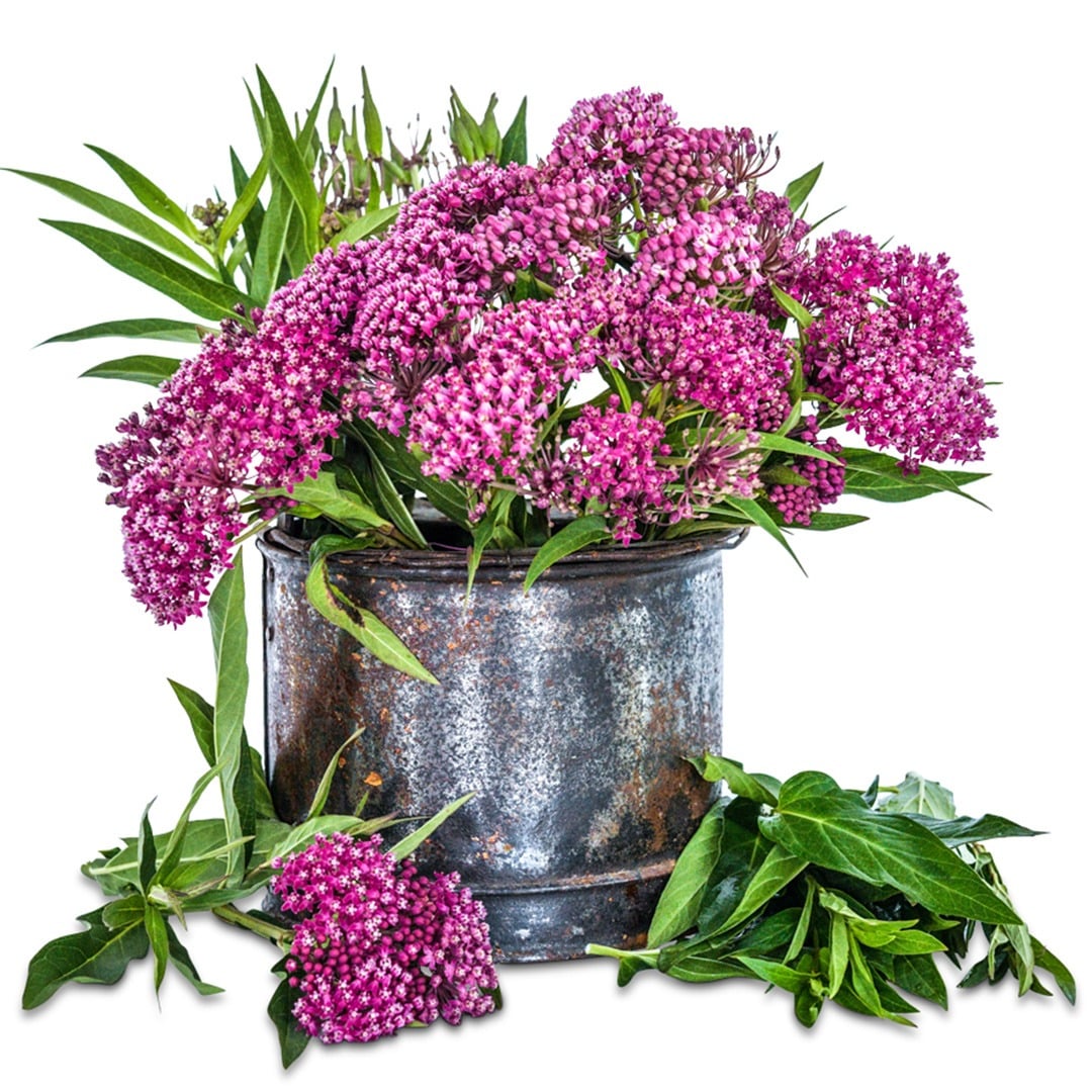 Red or Swamp Milkweed flowers in metal can with white background.