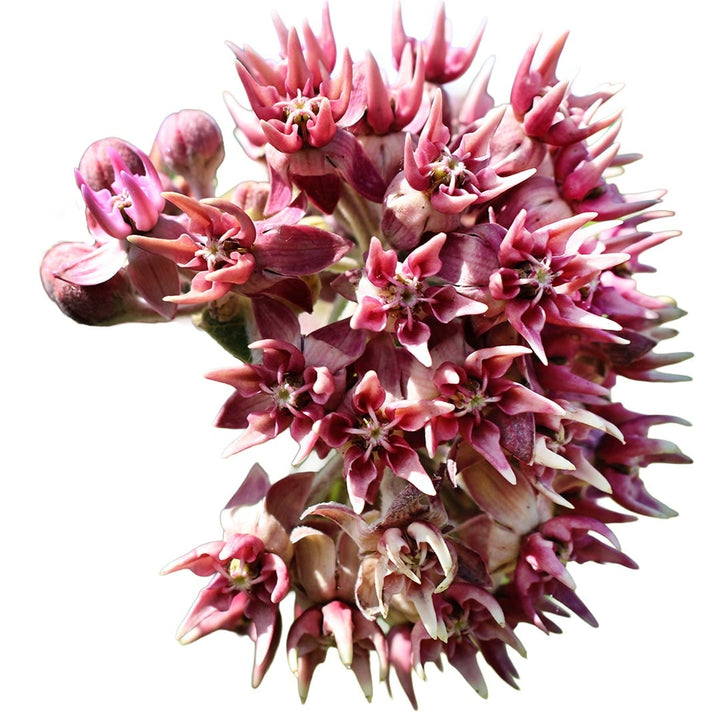 Close up of Showy Milkweed on a white background.