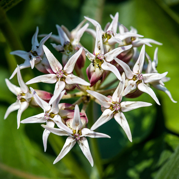 Close-up view of Showy Milkweed.