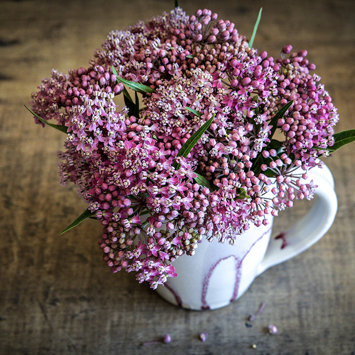 Close-up view of Soulmate Milkweed flowers in ceramic coffee mug.