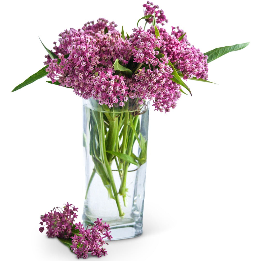 Soulmate Milkweed in a glass vase on a white background.