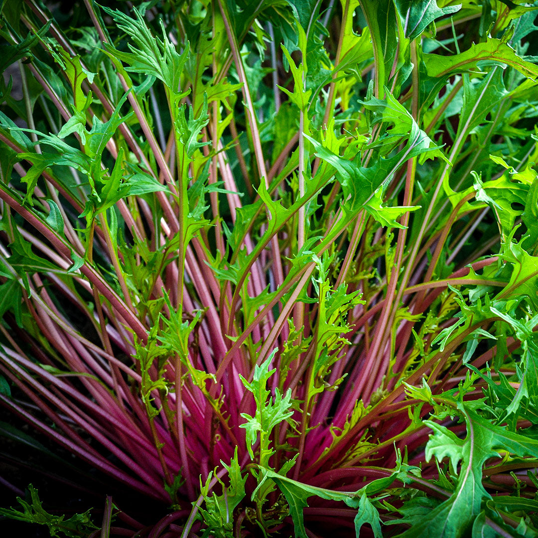 Pinky Pop Mizuna growing happily in the gardens at Baker Creek.