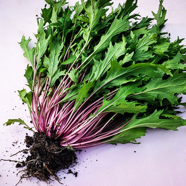 A freshly harvested head of Pinky Pop Mizuna on a pink background.