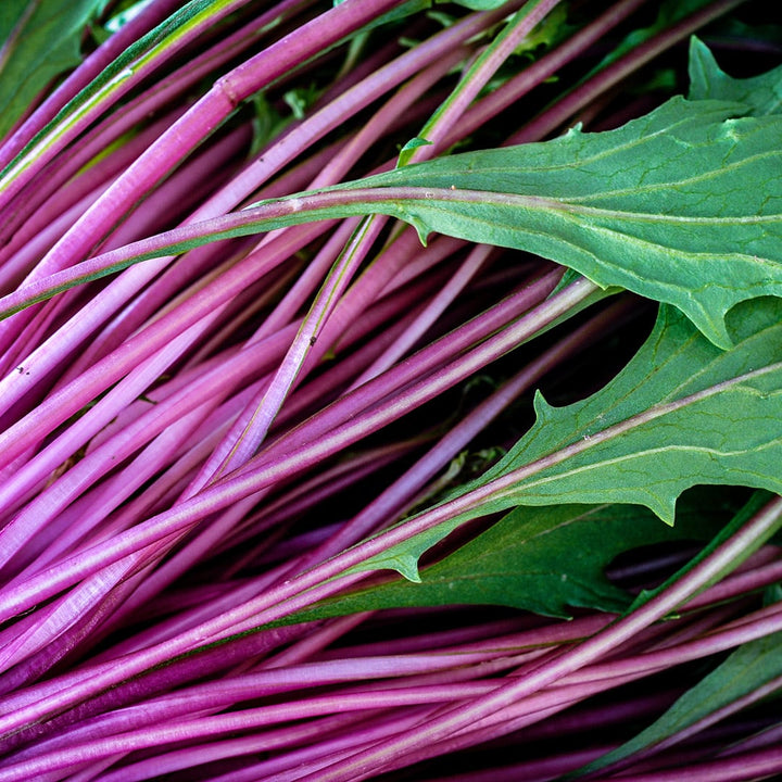 A close-up macro view of Pinky Pop Mizuna stems and leaves.