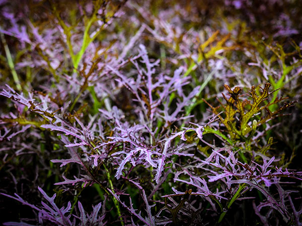 Japanese Red Mustard Mizuna growing in the greenhouses at Baker Creek.