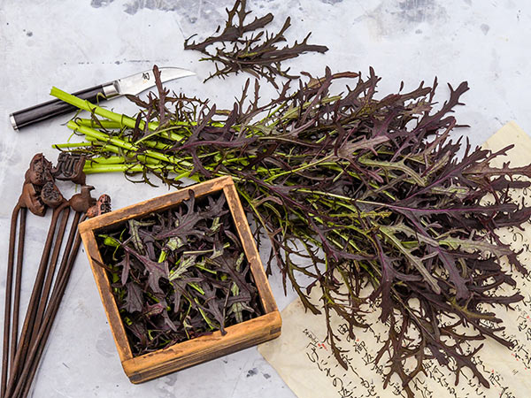 Japanese Red Mustard Mizuna on a light background with Japanese accents.