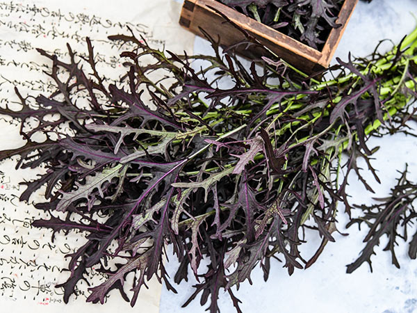 Detail of Japanese Red Mustard Mizuna leaves with Japanese accents.