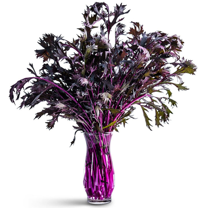 Benigoromo Mizuna in a glass vase on a white background.