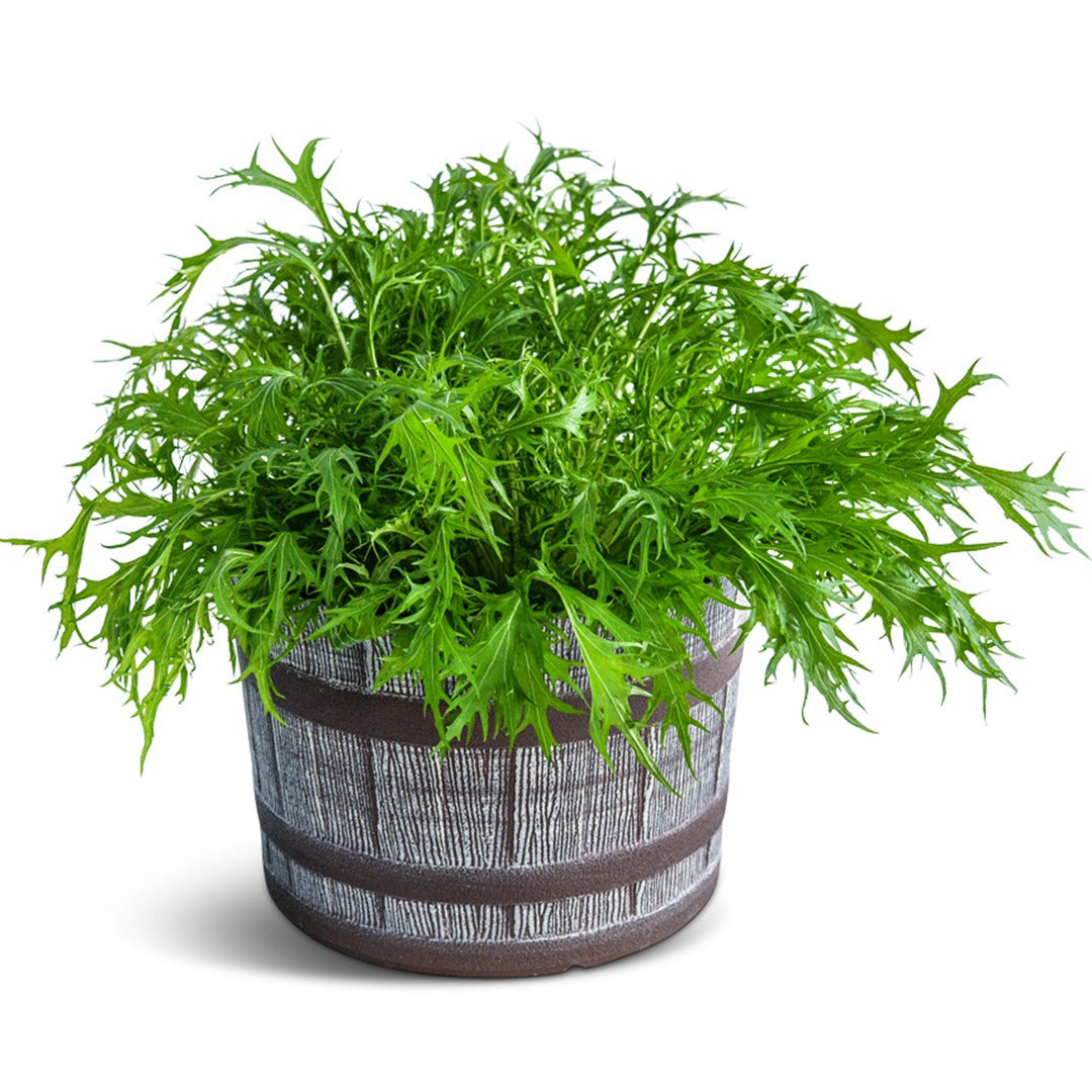 Early Mizuna in a wood barrel on a white background.