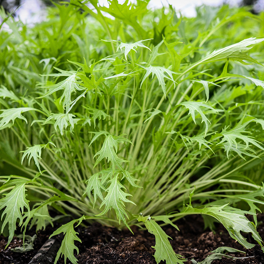 Early Mizuna growing in garden.