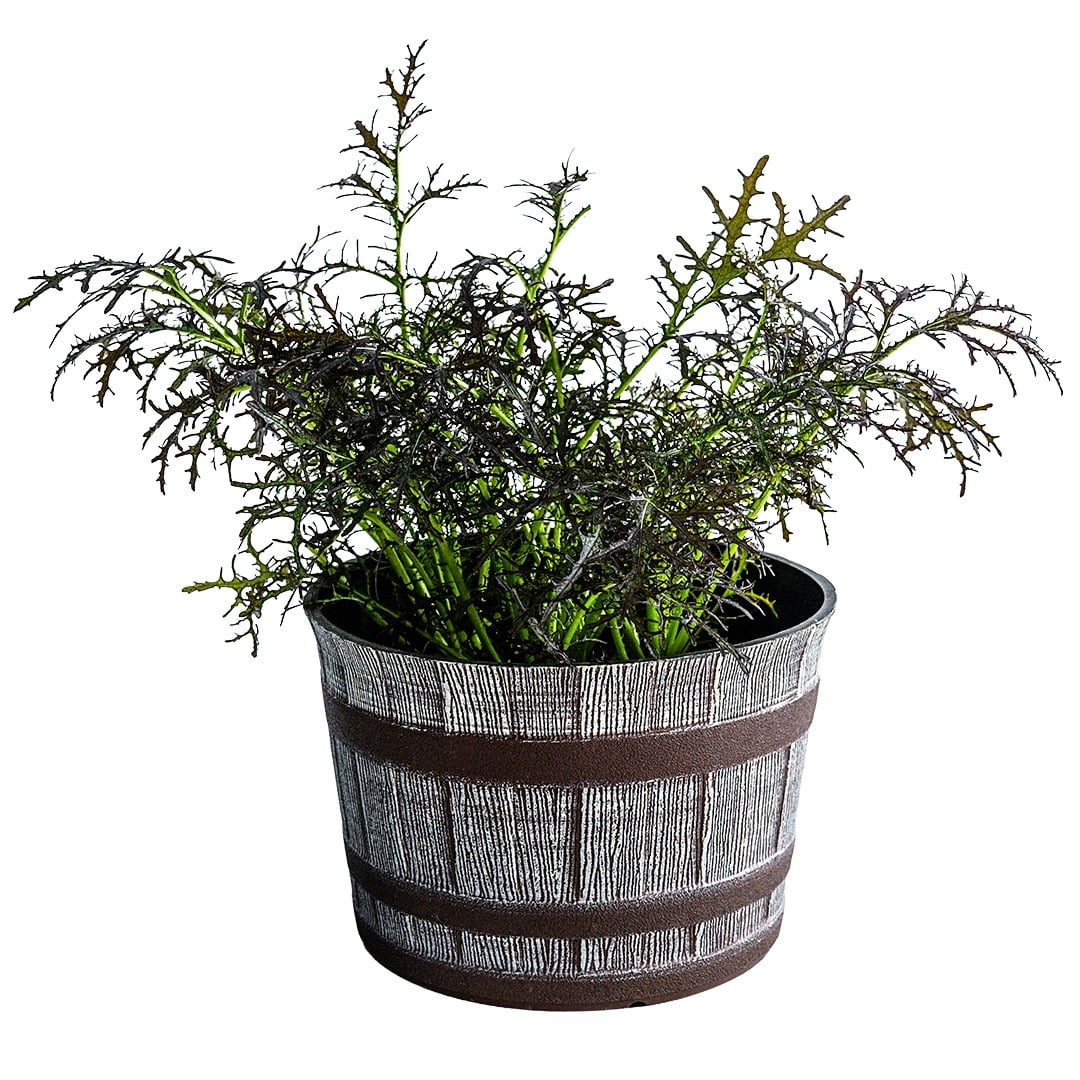 Japanese Red Mustard Mizuna planted in a barrel with a white background