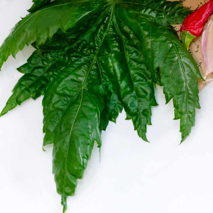 A close-up of Oniyaya Molokhia leaf with a chili and garlic on a white background.