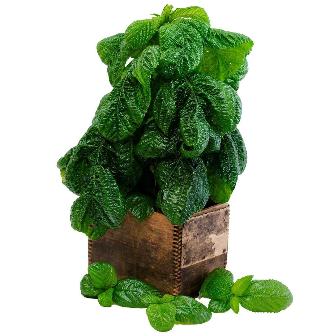 Giant of Bertoua Molokhia in a wood box on a white background.