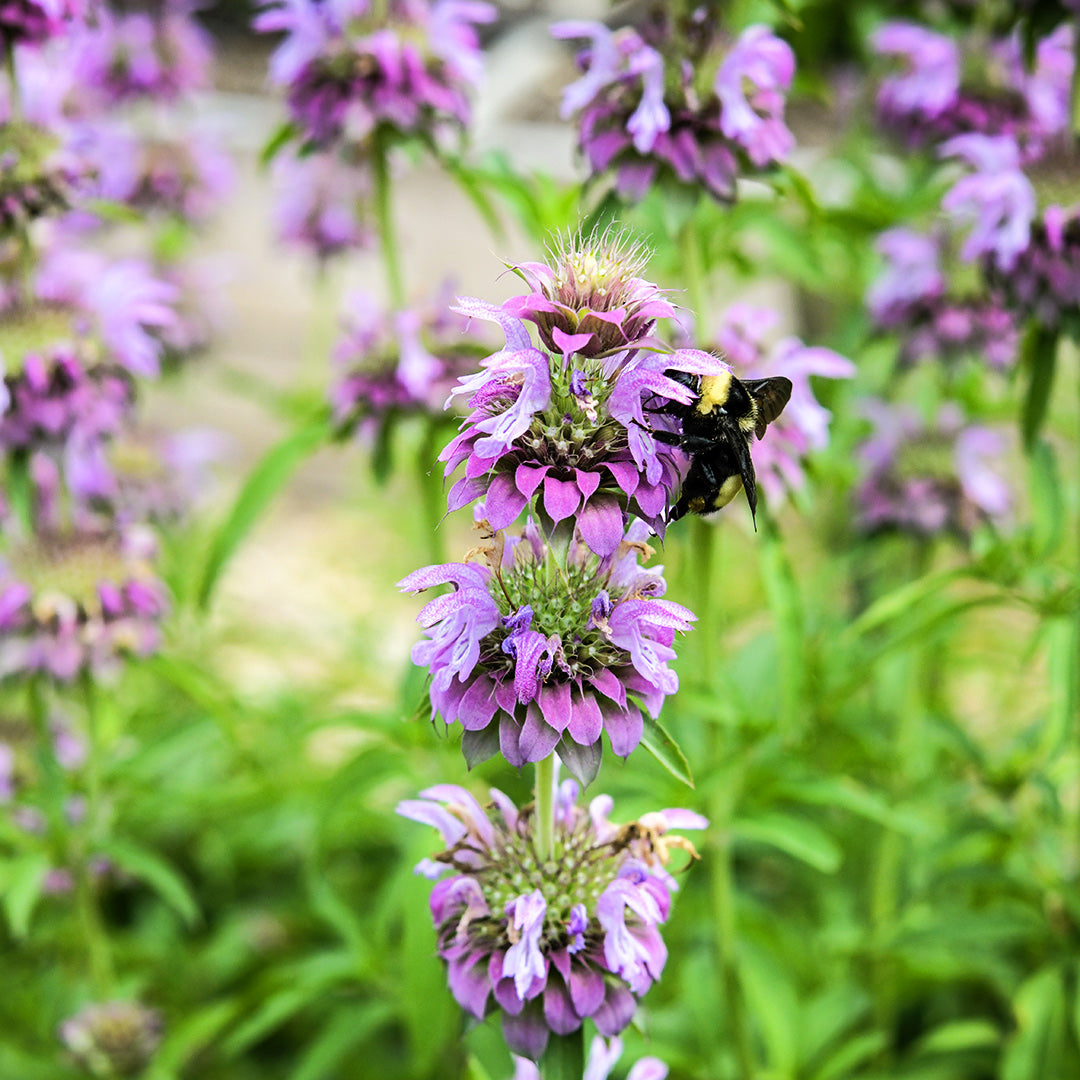 A bee gathers pollen from a Lemon Bee Balm flower growing in the gardens at Baker Creek.