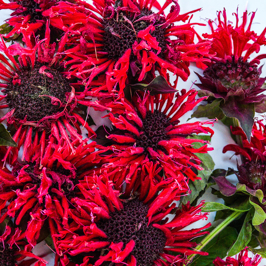 A close-up of Panorama Red Bee Balm blooms on a white background.