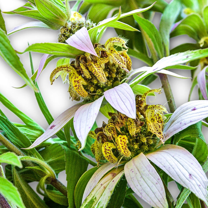A close-up macro of Spotted Bee Balm on a light background.