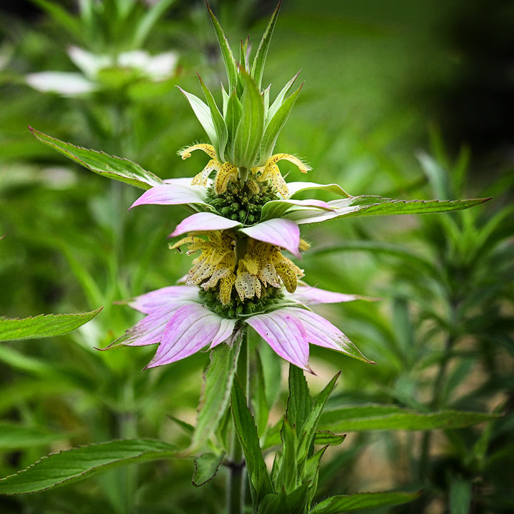 A close-up detailed view of single Spotted Bee Balm flower blooms in the gardens at Baker Creek.