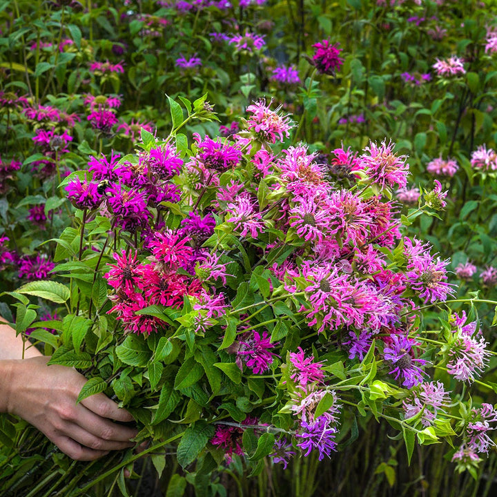 A gardener holding a freshly picked bouquet of Spielarten Mix Bee Balm in the garden where the bee balm grows.