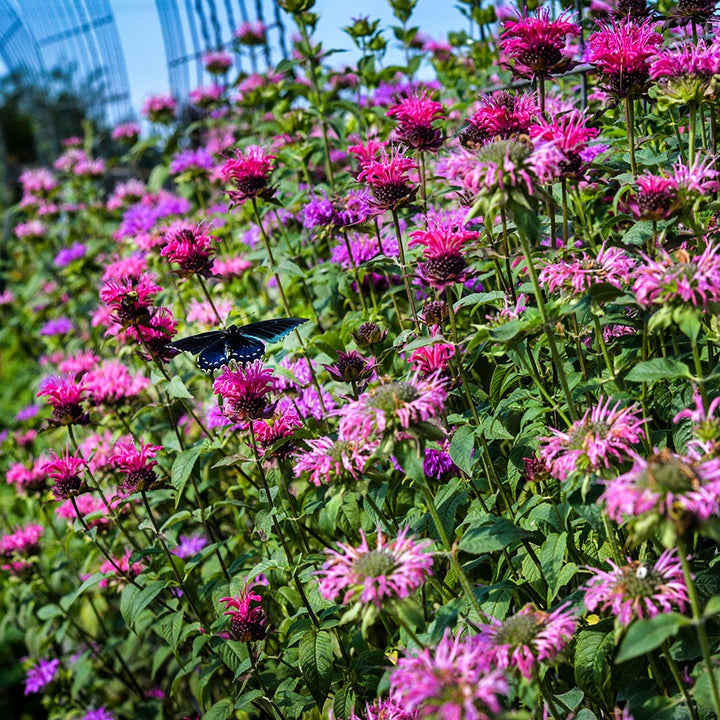 A butterfly sitting on flower from Spielarten Mix Bee Balm growing in the gardens at Baker Creek.
