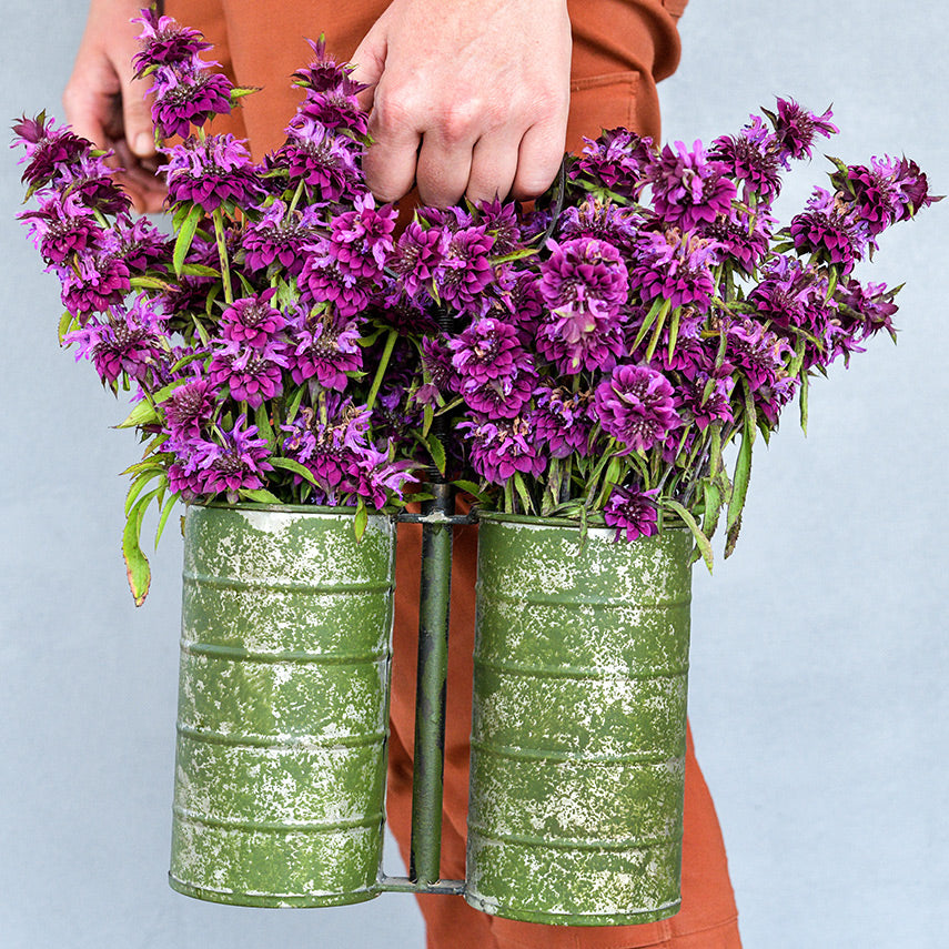 Gardener holding handled metal florist buckets full of Bergamo Bee Balm against a stucco wall.