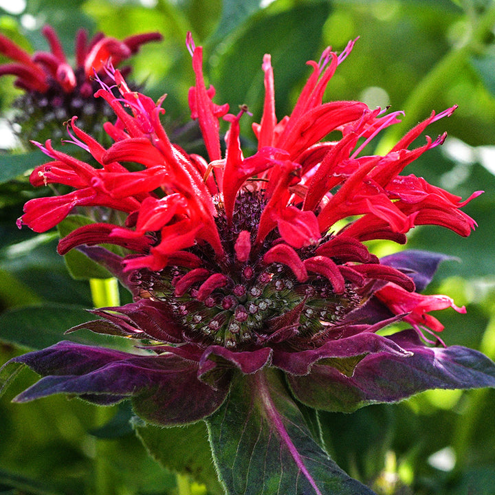A Panorama Red Bee Balm flower blooming in the garden at Baker Creek.