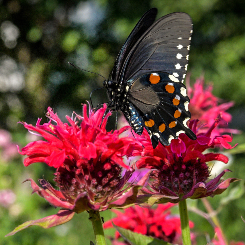 A butterfly gathers nectar from a Panorama Red Bee Balm flower in the garden.