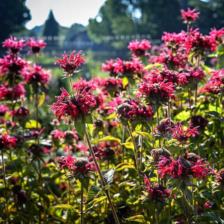 A flower bed full of backlit Panorama Red Bee Balm flowers growing in the Baker Creek Trial gardens.