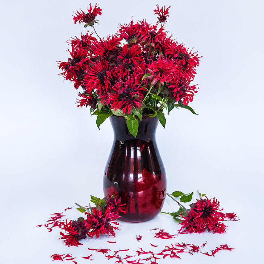 A red vase full of Panorama Red Bee Balm blooms on white background.