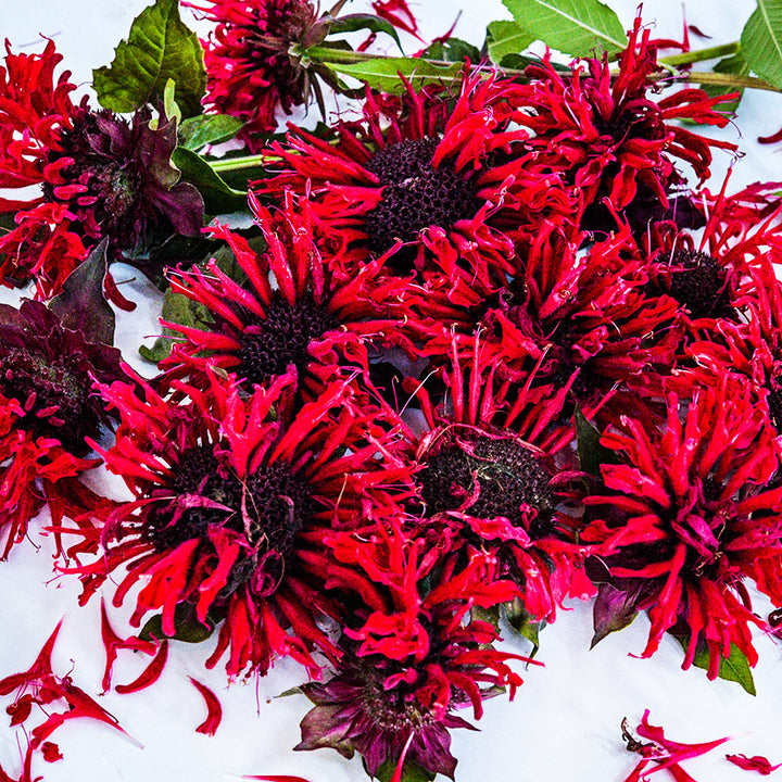 Panorama Red Bee Balm blooms arranged on a white background.