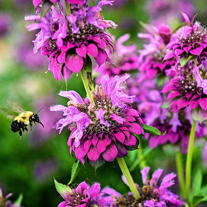 Close-up macro view of Bergamo Bee Balm with a bee flying in for pollen.